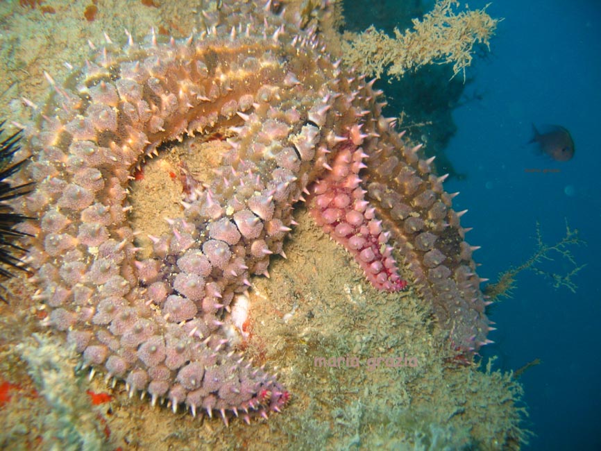 Marthasterias glacialis (Linn, 1758)